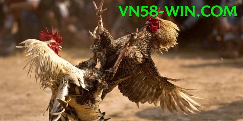 Đá Gà Trực Tiếp - vn58