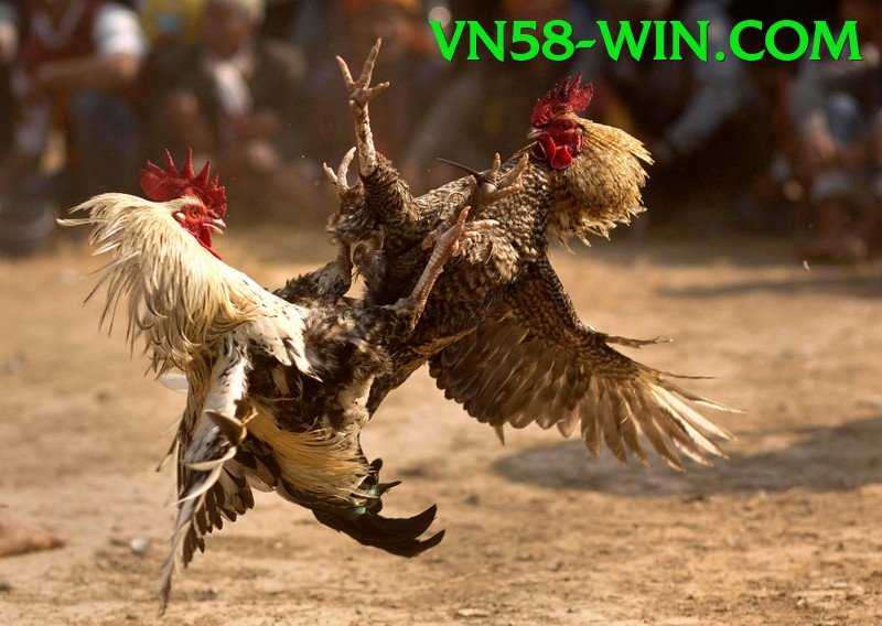 Đá Gà Trực Tiếp - Ưu đãi đặc biệt